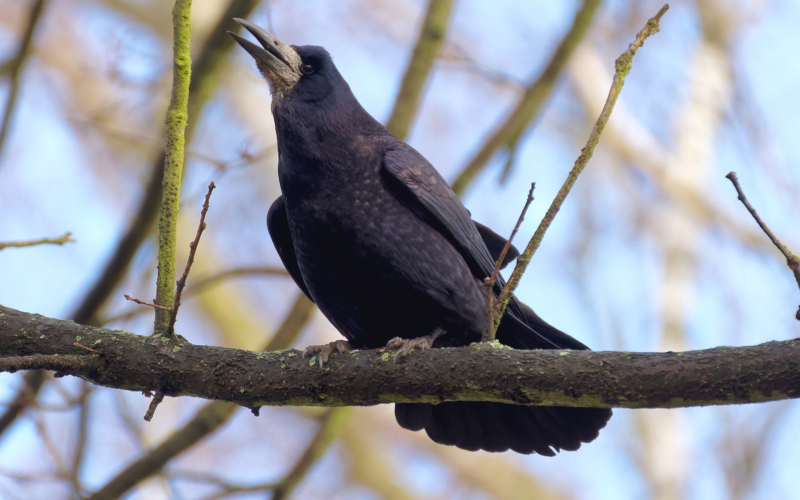 Havran poľný (Corvus frugilegus)